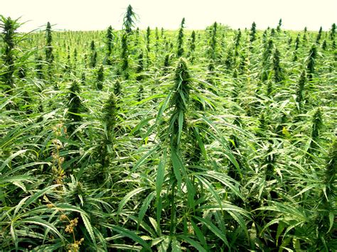 Florida’s New Hemp Regulation Bill: What It Means for Delta-8 THC and the State’s Hemp Industry